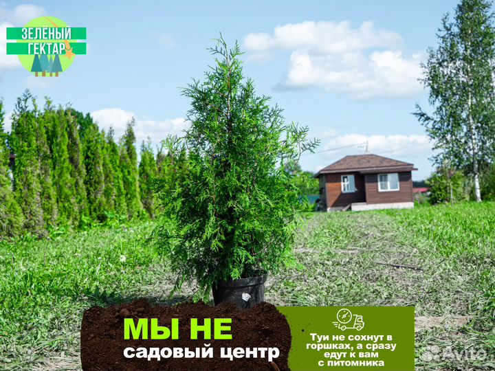 Туи брабант 1,4 м свежая копка 2023