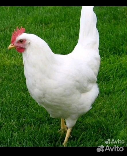 Куры несушки продам