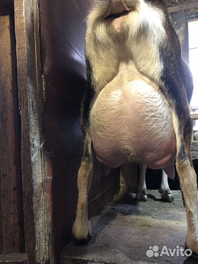 Козел, козлик чешский, альпийский, ламанча