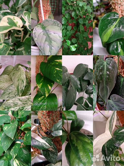 Черенки филодендроны, эпипремнумы, хойи и пр