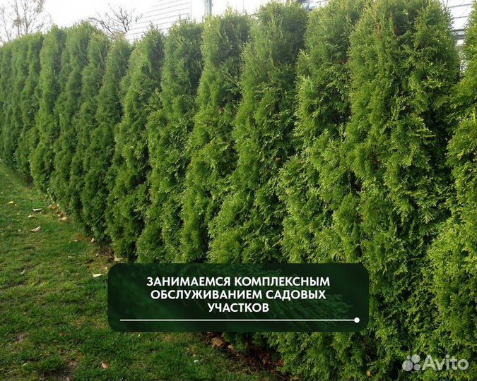 Туя западная Смарагд, крупномер