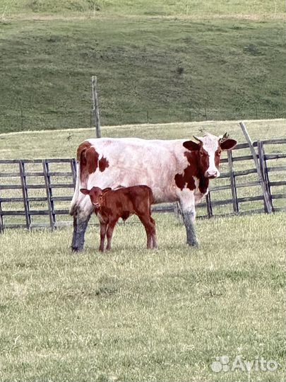 Корова с теленком