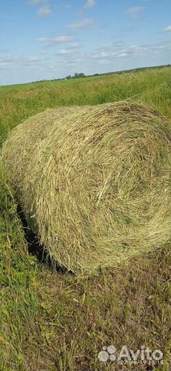 Сено в рулонах