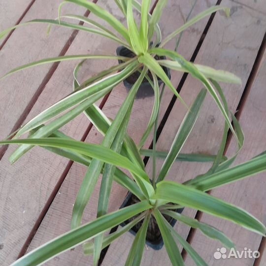 Хлорофитум