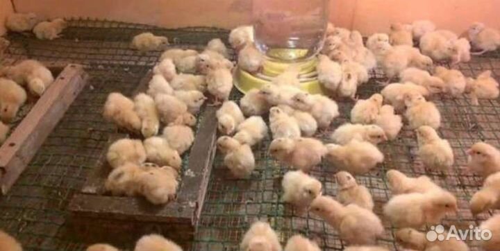 Перепела суточные