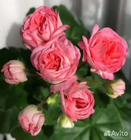 Герани и пеларгонии