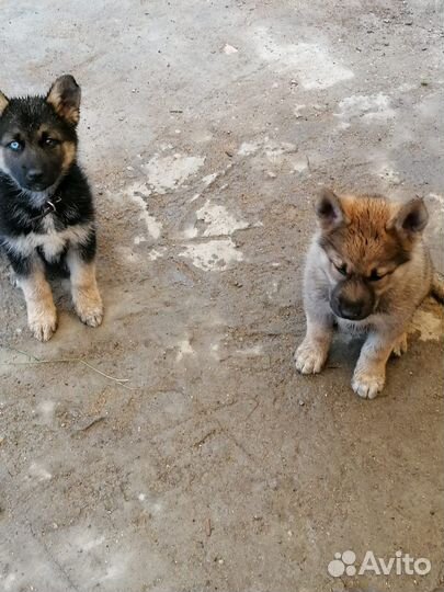 Щенки бесплатно