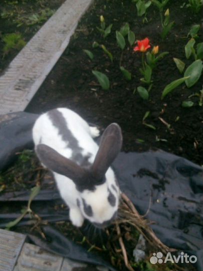 Продаю кроликов породы строкач.серебро