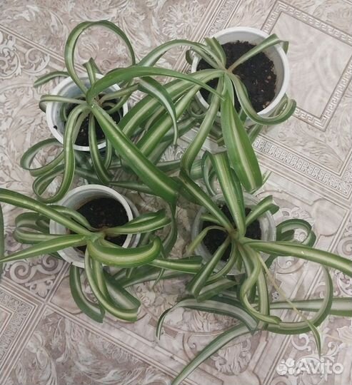 Хлорофитум кудрявый Бони