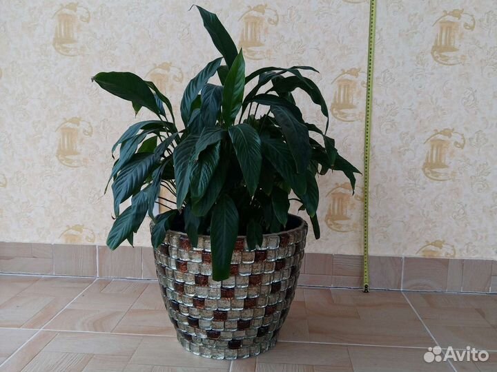 Спатифилум