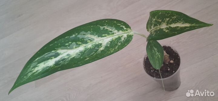 Сингониум Уайт Империал,аглаонемы