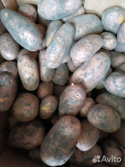 Овощи и фрукты в розницу