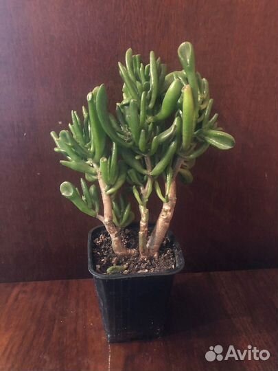 Денежное дерево крассула голлум хоббит