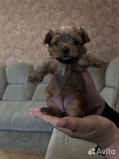 Йоркширский терьер щенки девочки