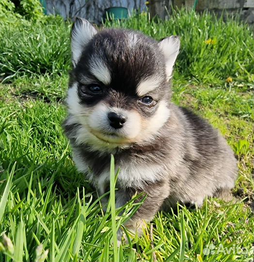 Щенки помски