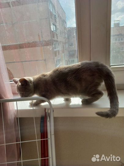 Кошка в дар бесплатно