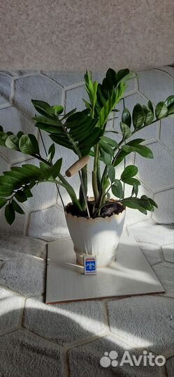 Замиокулькас