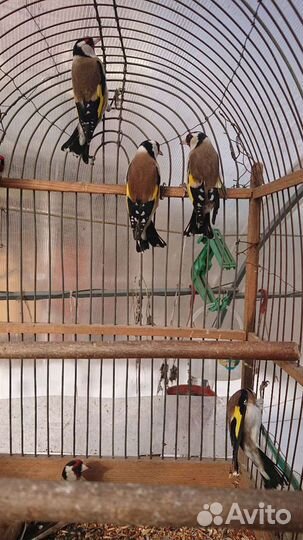 Чижи щеглы певчие птицы