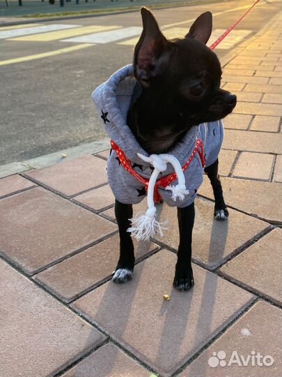 Вязка чихуахуа мальчик