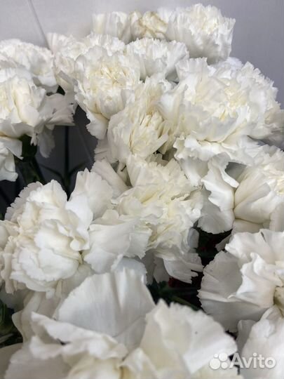 Диантусы/ гвоздики