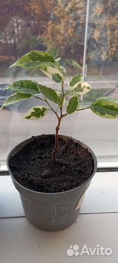 Циссус и фикус Бенджамин