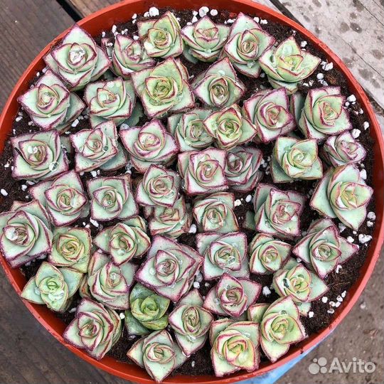 10 Эониум, Крассула