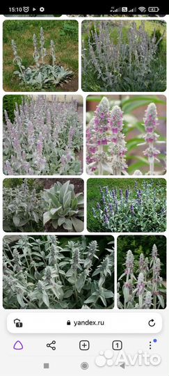 Чистец византийский