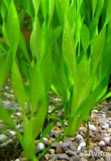 Аквариумное растение