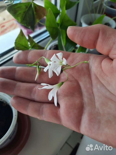 Оксалис зеленый Кислица Бабочки Клевер