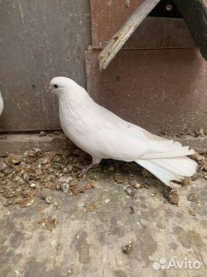 Николаевские голуби