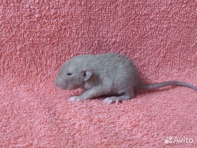 Крысята мраморный девил, лонг, рекс, сфинкс