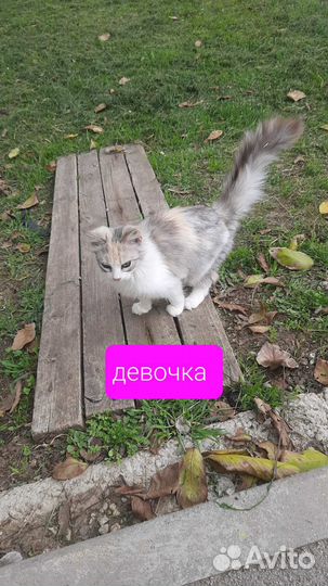 Котенок в добрые руки