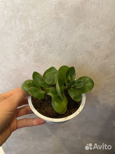 Каланхоэ розовое