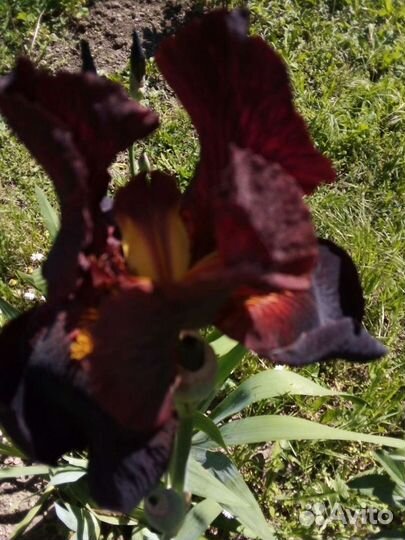 Ирис сортовой/Бруннера