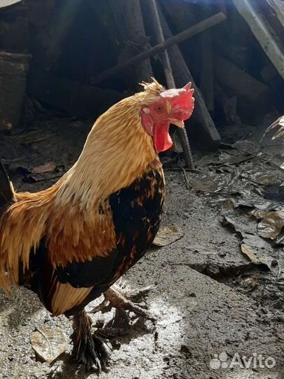 Карликовые петушки