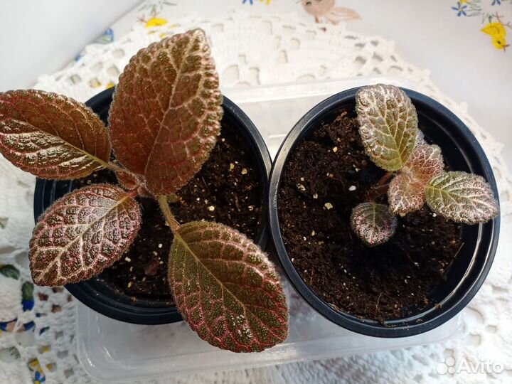 Эписция шоколадный крем