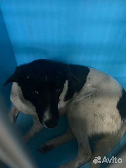 У Мурочки 2 дня до улицы