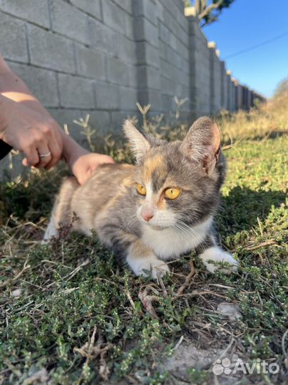 Котёнок