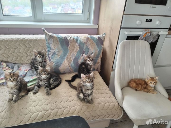 Котята мейн-кун