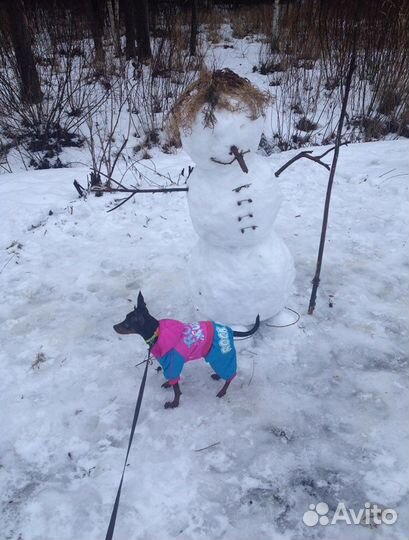 Комбинезон для собаки