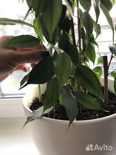 Фикус бенджамина