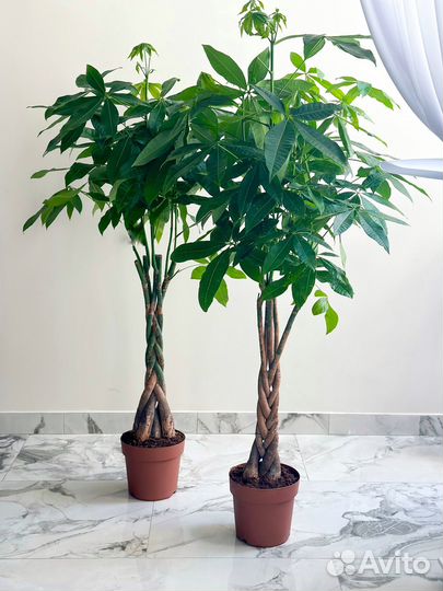 Пальма пахира 170 см