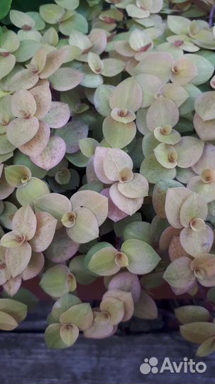 Каллизия голд