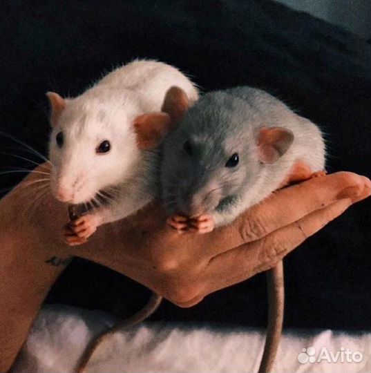 Передержка животных, выгул собак, зооняня