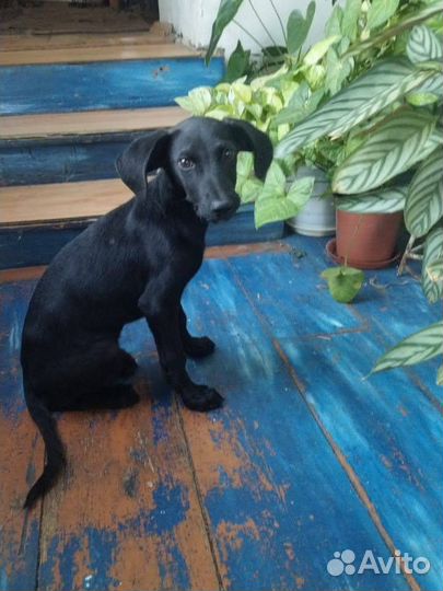 Щеночек подрощенный в дар