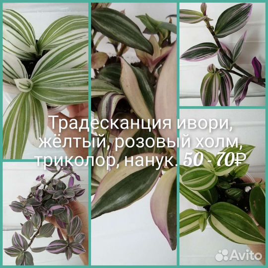 Гибискусы.Антуриум,хлорофитумОранж,бони
