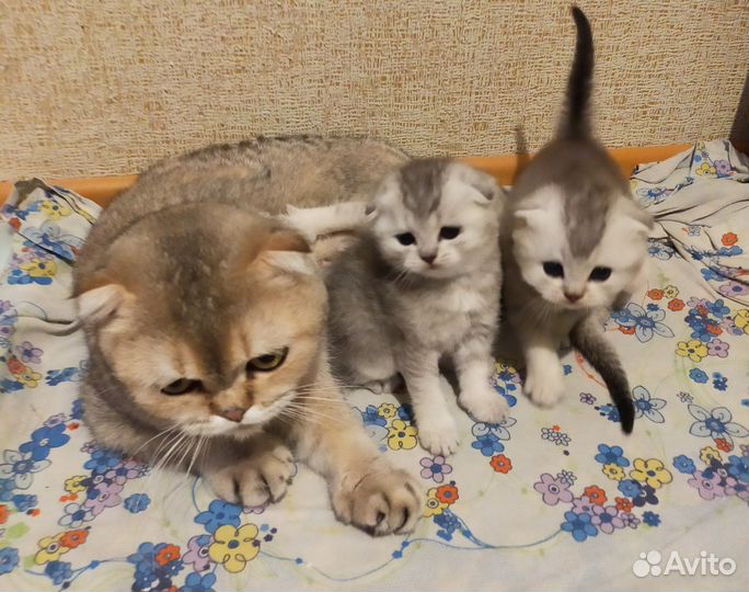 Шотландская