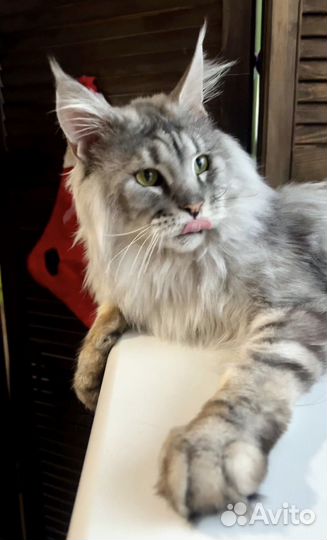 Подрощеный Роскошный мальчик (в разведение)