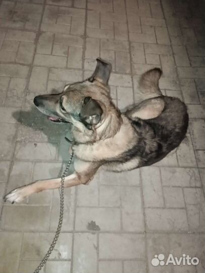 Собака в добрые руки отдам бесплатно