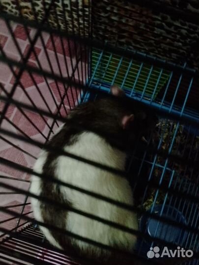 Продам крыс